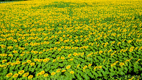 flowers sky nature water clouds landscape patterns northcarolina raleigh aerial farmland sunflowers fields aerialphotography drone skypixel dji djiphantom3