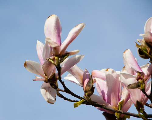 Magnolia flowering