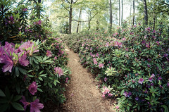 Trail in the Norfolk Botanical Garden