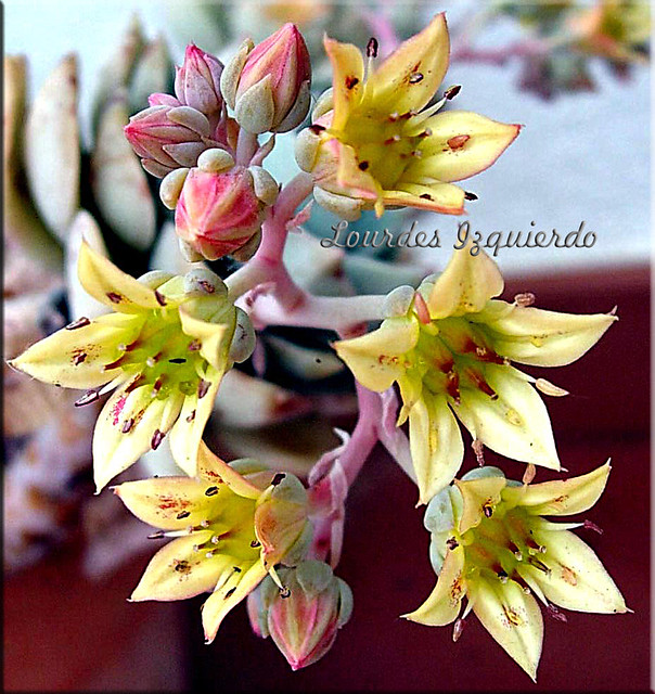 graptoveria titubans flores