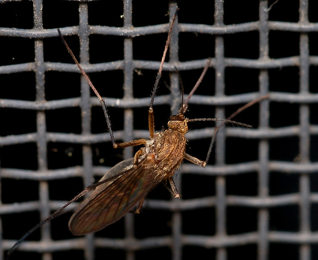 Northern House Mosquito (Culex pipiens)