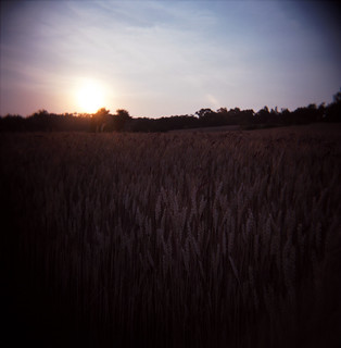 Grain Field Sunset 1