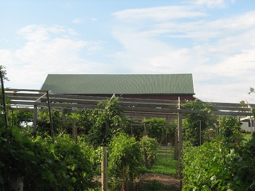 vineyard farm iowa winery baldwin taborhome