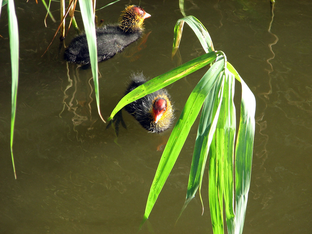 Coot Chicks | The Word on Cootes Paradise 