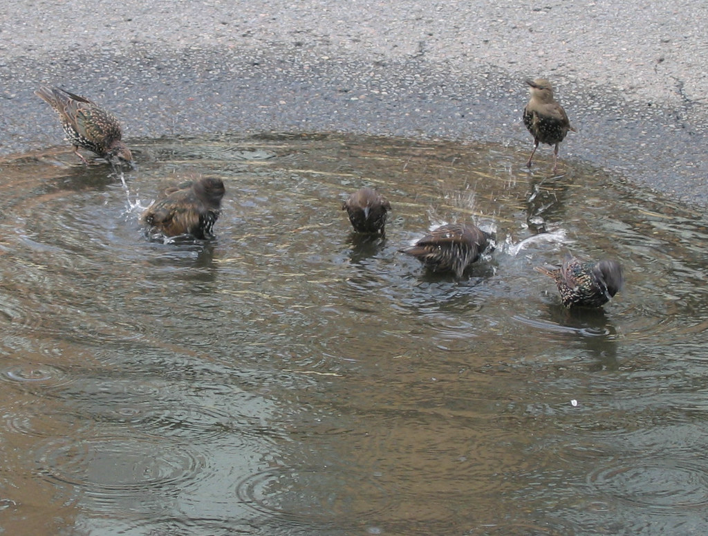 Puddle Bath Puddle Bath | Happy Feathery Friday! | K | Flickr