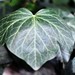 Flickr photo 'Ivy Heart - Hedera helix' by: Azchael.