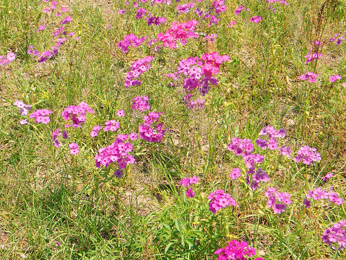field flowers wildflowers spring holder florida