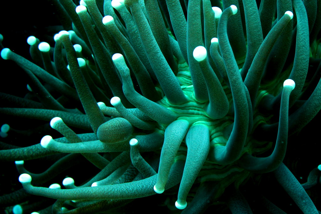 apo- rocky point- glowing anemone