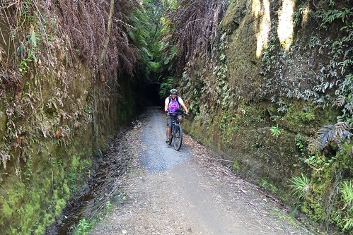 newzealand bicycle forest island timber north central trail cycle nz cycleway taumaranui ongarue pureora piropiro