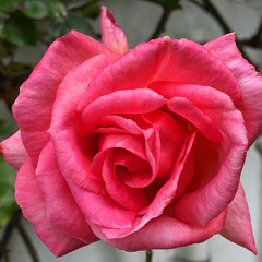 #beautiful #pretty #summer #pink #2016 #rose #irish #dublin #ireland #dunlaoghaire #garden #monkstown #blackrock #flower #bloom #blossom