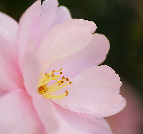 Pale pink | by judith511