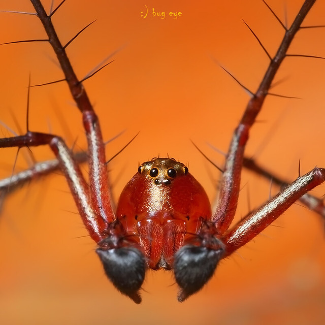 Red Lynx Spider / Oxyopes salticus / แมงมุมขาหนามสีแดง
