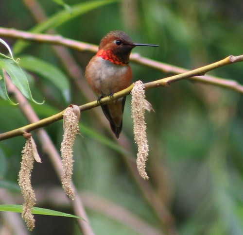 birds spring hummingbird birding may washingtonstate canonpowershot rufous marilynhassler omadarlingphotography