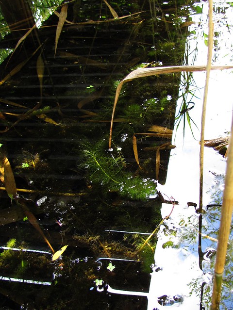 Utricularia vulgaris - pływacz zwyczajny, common bladderwort