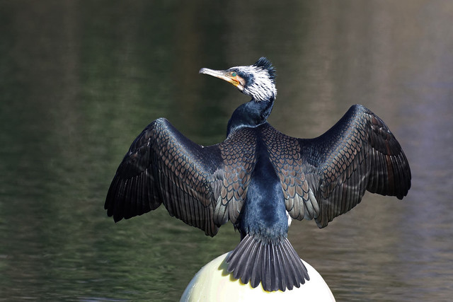 Grand cormoran en plumage nuptial