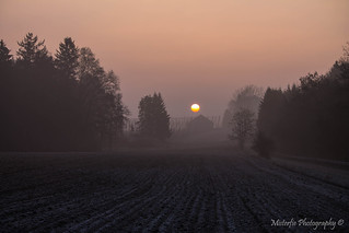 Hallertau in the morning mist IX