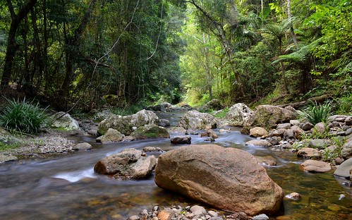 nature water creek rainforest australia nsw slowshutter australianlandscape slowwater northernrivers tweedvalley creekscape streamscape couchycreek couchycreeknaturereserve australiancreeks