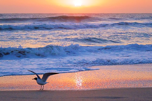 ocean beach sunrise dawn sand surf florida seagull indialantic