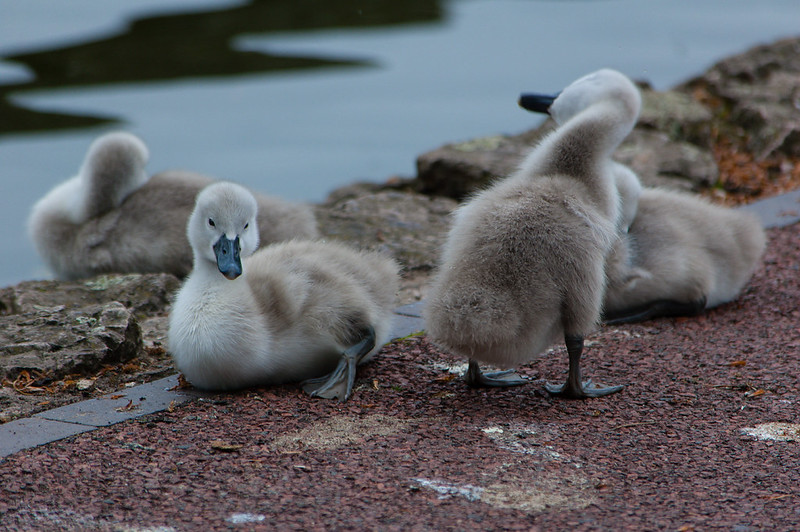 West Park, cygnets ashore