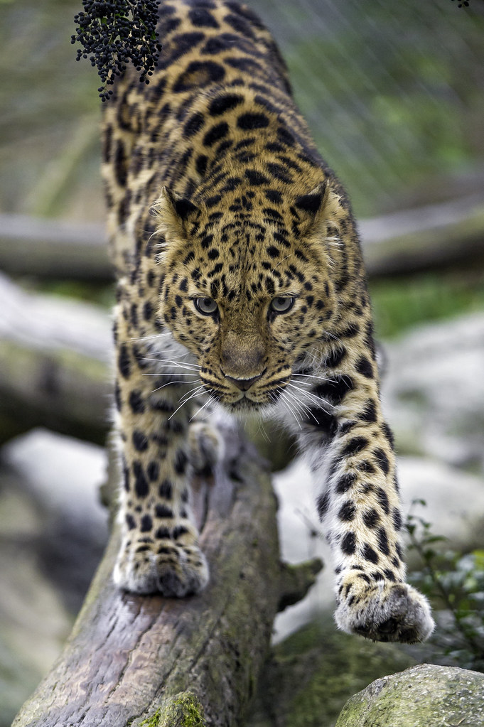 Young Amur leopardess balancing on the log...