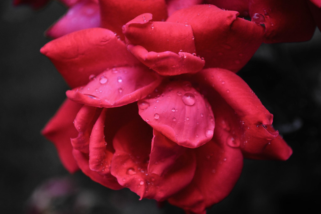 Rain Drop Rose