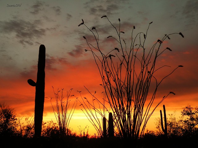 Desert Sunset Silhouettes