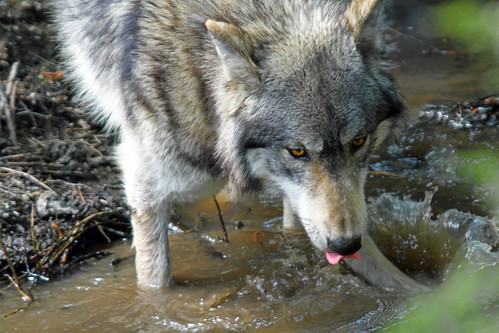 Nuka the North American Wolf | by NikNak Allen