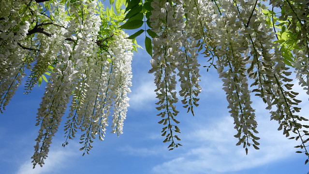 Wisteria floribunda f.alba / Japanese wisteria / 白花藤