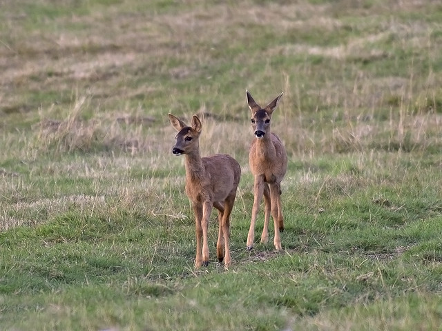 Roe Deer - twins (Capreolus capreolus)
