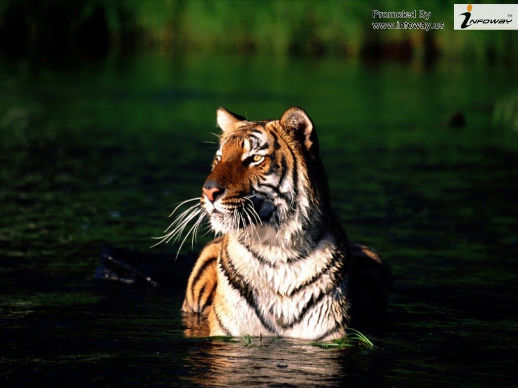 Sundarban Tourism