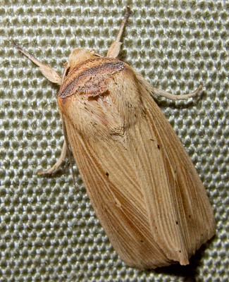 Owlet Moths: Cutworm or Dart Moths