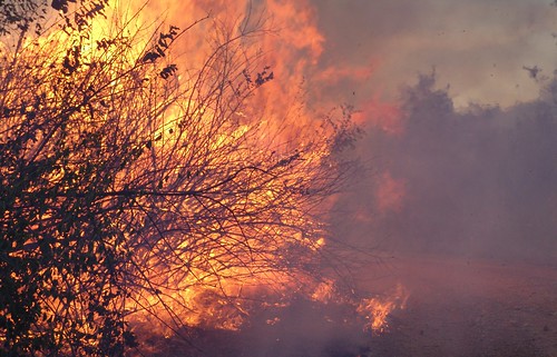 Photo of brush on fire
