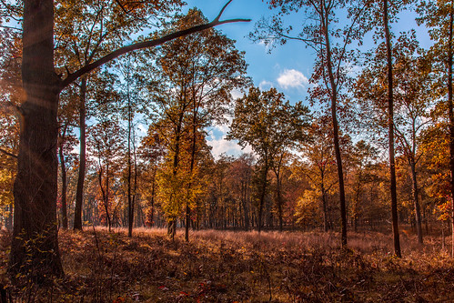 park trees ohio red orange brown fall yellow canon landscape swanton metropark oakopenings 24105l 5dm3