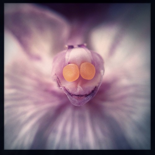 cameraphone pink abstract orchid flower detail macro floral square purple petal squareformat botany artphotography phonephotography mobilephotography michellerobinson iphone5 iphonephoto iphoneography iphoneonly hipstamatic instagram iosapps olloclip mobileartphotography purehipsta michmutters iosonly iosphotoapps