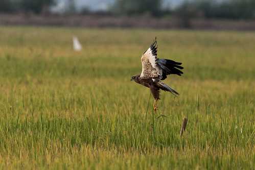 DEWZ1310 by shahin olakara, Kol Wetlands, thrissurvacation kerala 2014 marshharrier