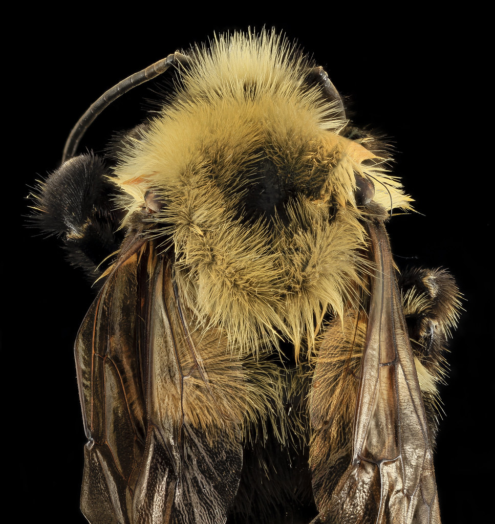 Intersex Bombus bimaculatus, gyn, back2, washington, oh_20… | Flickr