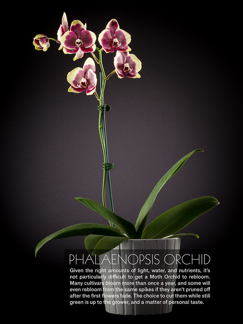 Phalaneopsis Orchid