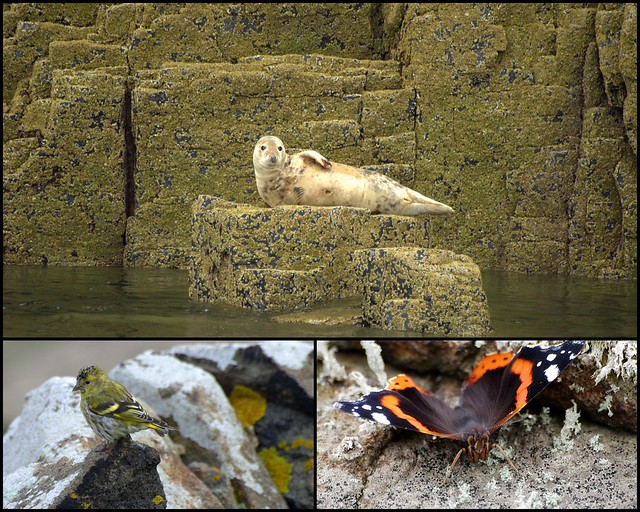 Isle of May Autumn Collage.