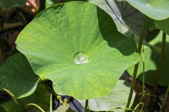 Mauritius - giant water drop in a lotus leaf in the Pamplemousses Botanical Garden