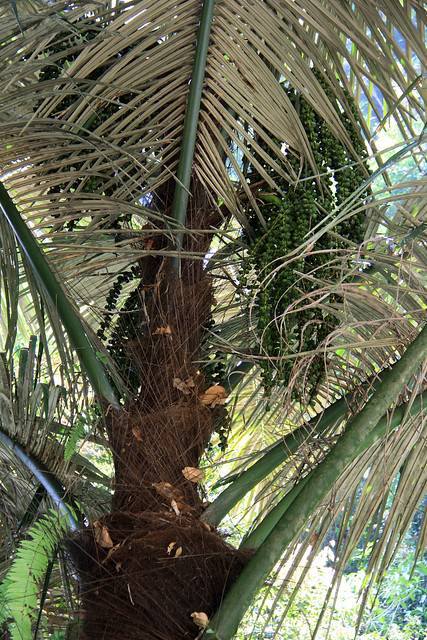 Arenga pinnata (Wurmb) Merr. - a photo on Flickriver