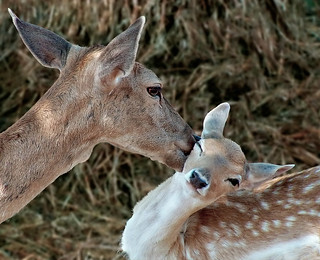 Fawn smooch, Newcastle, Texas | by Small Creatures