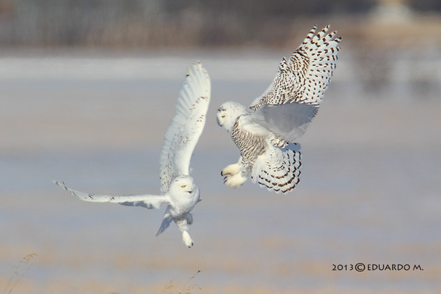 Playtime (Snowy Owls)  #Flickr12Days