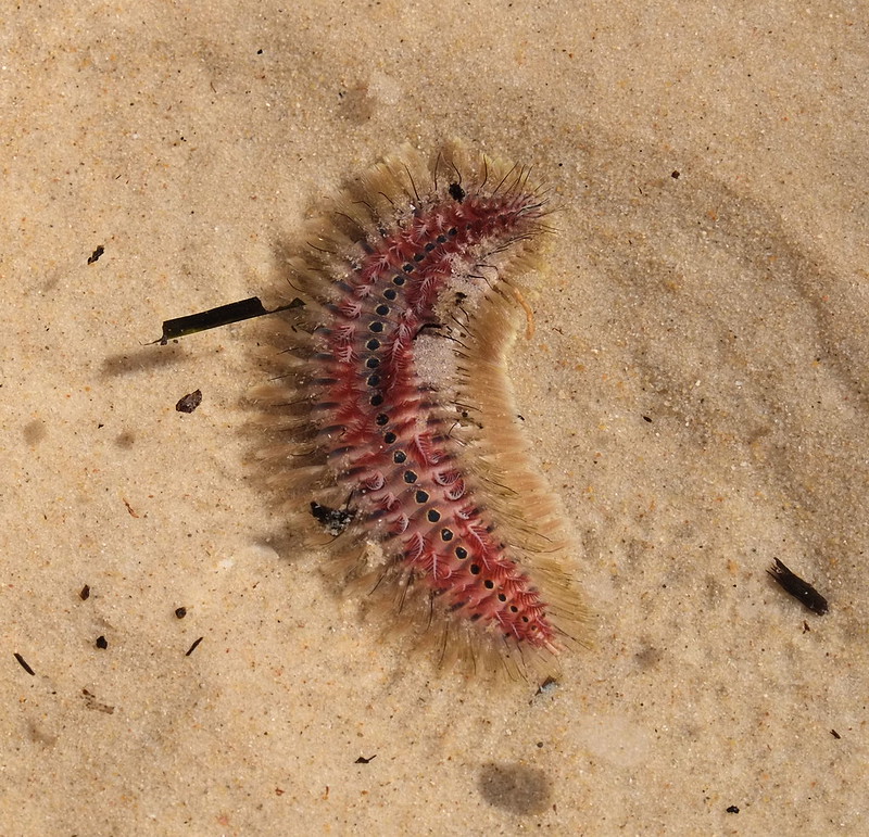 Bristle worm, Polychaeta, or bristle worm. Kids spotted thi…