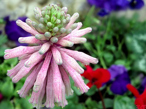 ~ Start where you are. Use what you have. Do what you can ~ | by Purpletree..(Nancy Lee)