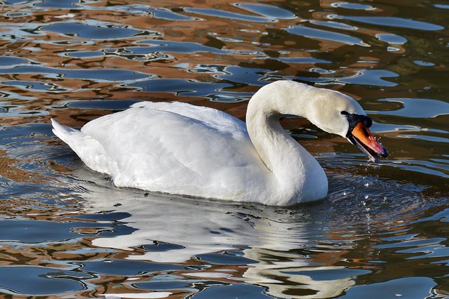 Swan On River Avon Stratford Upon Avon