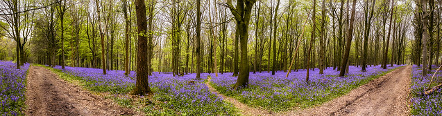 The Bluebells and the paths.