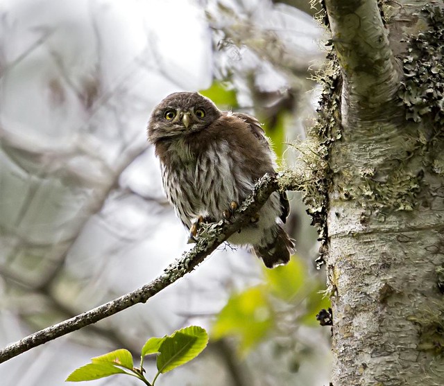 northern pygmy-owl