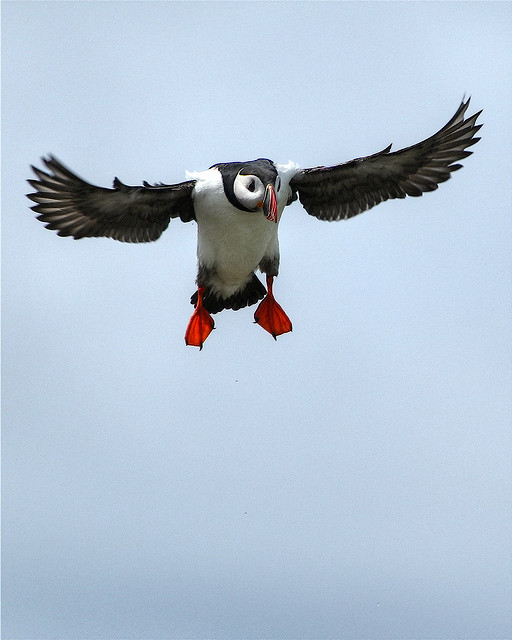 Puffin in flight on Machias Seal Island