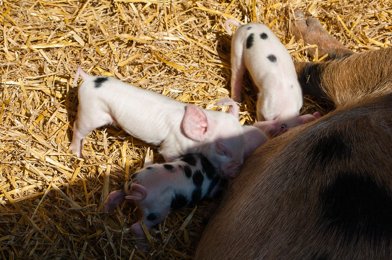 Tiny piglets, Northycote