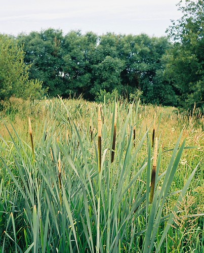 Low Bull Rushes Bull Rushes in Wetlands | Taken in and around Guildford in J… | Flickr